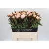 Paeonia Florence Nicholls