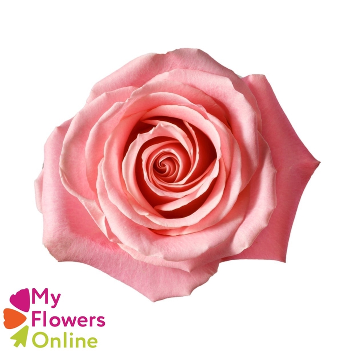 <h4>R Gr Hermosa+ Pink 60cm EC</h4>