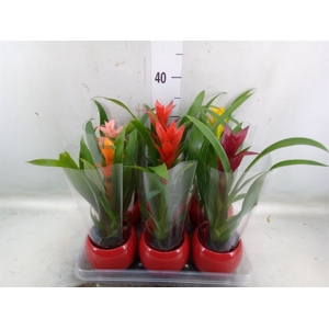 Guzmania   ...mix