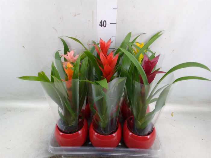 <h4>Guzmania   ...mix</h4>