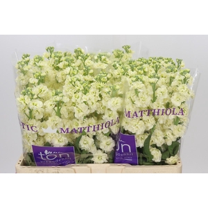 Matthiola incana StoX Yellow