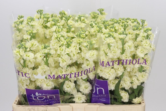 <h4>Matthiola incana StoX Yellow</h4>