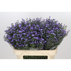 Aster Astee Parade