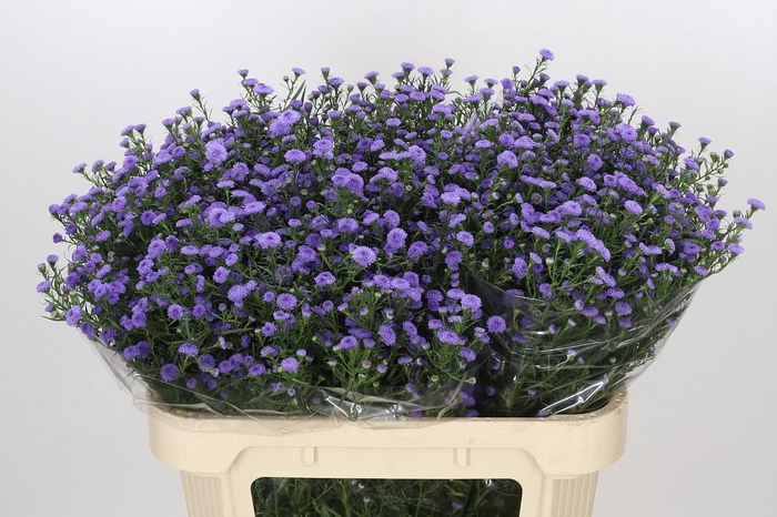 <h4>Aster Astee Parade</h4>