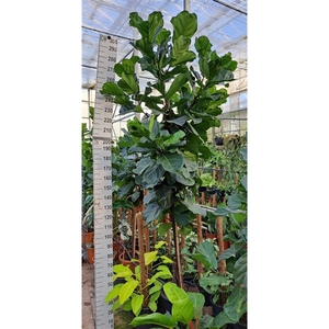 Ficus Lyrata gedraaide stam 300