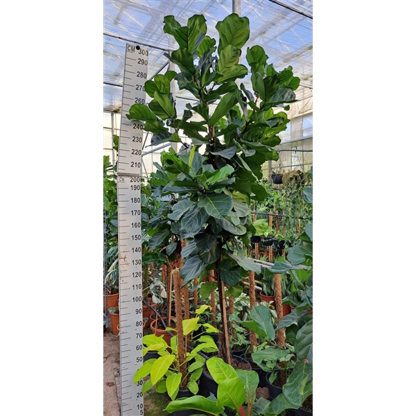 <h4>Ficus Lyrata gedraaide stam 300</h4>