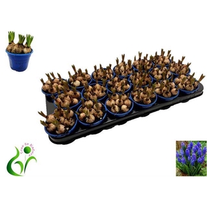 MUSCARI ARMENIACUM P9