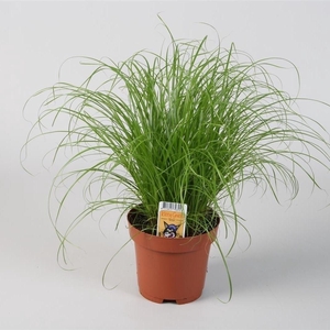 Cyperus alternifolius 'Zumula'