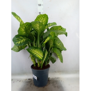 Dieffenbachia