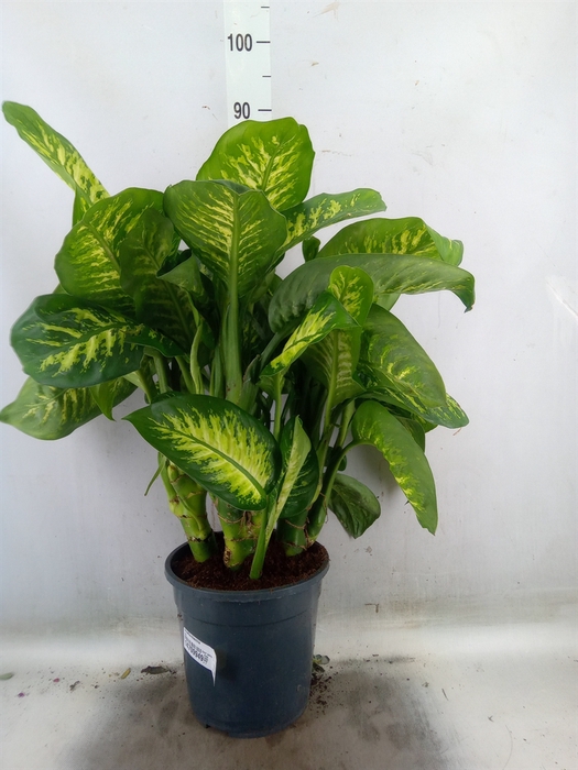 <h4>Dieffenbachia</h4>