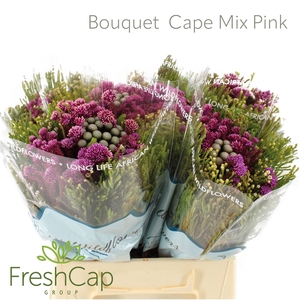 Bouquet Cape Mix Pink