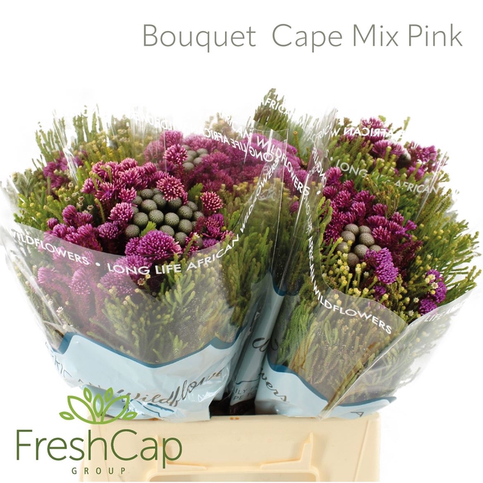 <h4>Bouquet Cape Mix Pink</h4>