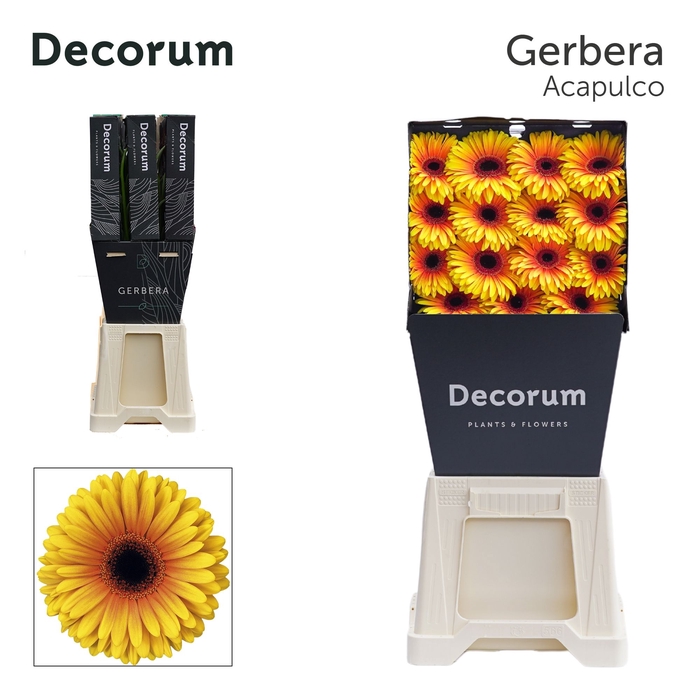 <h4>Gerbera Acapulco Diamond</h4>