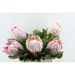 Protea Cynaroides Pink