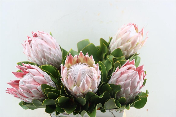 <h4>Protea Cynaroides Pink</h4>
