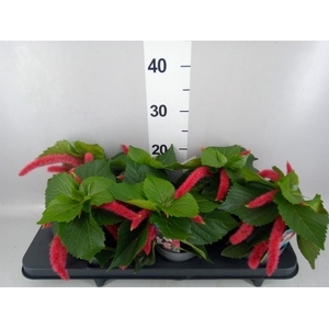 Acalypha hispida