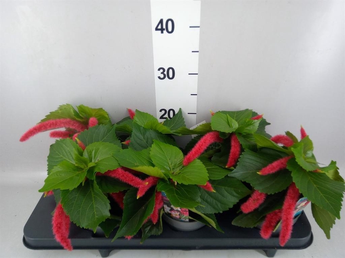 <h4>Acalypha hispida</h4>