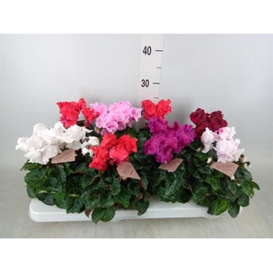 Cyclamen MD 'Merengue'