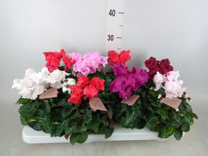 <h4>Cyclamen MD 'Merengue'</h4>