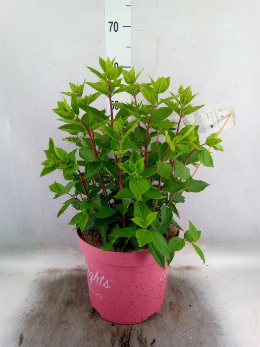 <h4>Hydrangea pan.</h4>