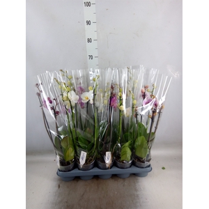 Phalaenopsis   ...mix