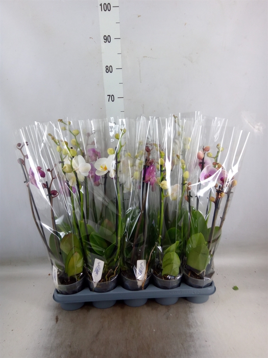 <h4>Phalaenopsis   ...mix</h4>
