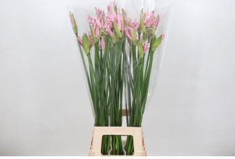 Nerine Berenice