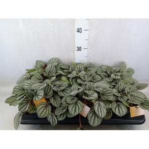 Peperomia