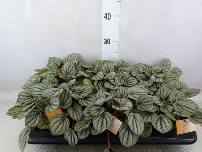 <h4>Peperomia</h4>