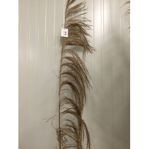 DRIED FLOWERS - PALM UVA 1,2-1,5M NATURAL 1PC