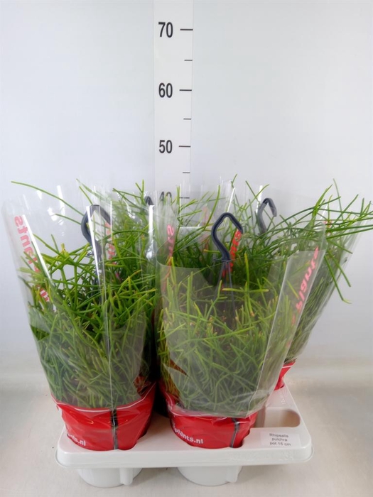 <h4>Rhipsalis pulchra</h4>