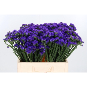 Statice Crystal Dark Blue