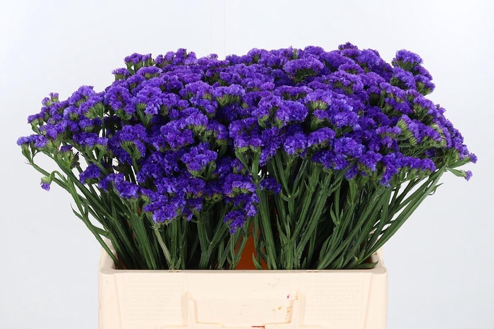 <h4>Limonium Crystal Dark Blue</h4>