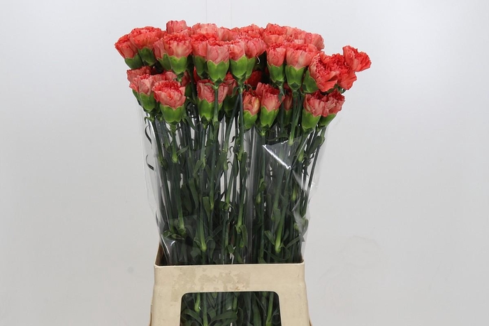 <h4>Dianthus St Arno</h4>