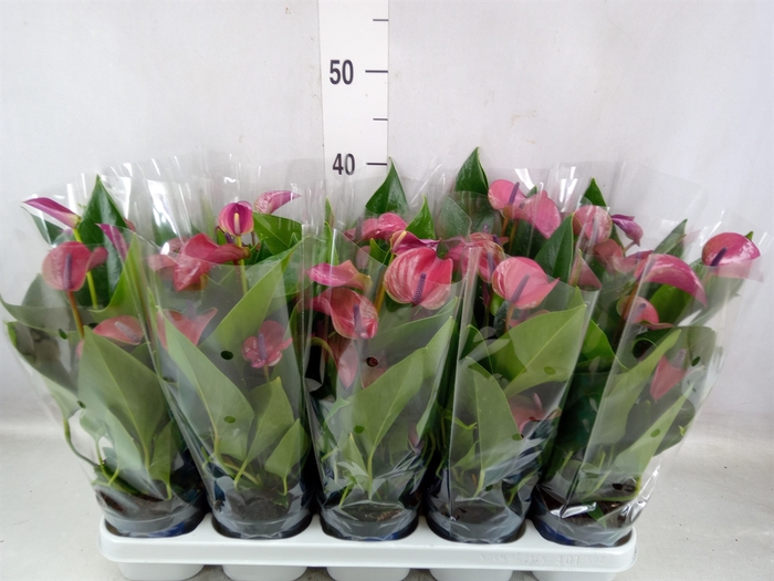 <h4>Anthurium andr. 'Pure Purple'</h4>