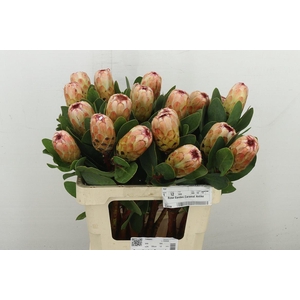 Protea Grandicolor