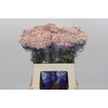 Ozothamnus Cooks Pink