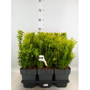 Buxus semp.   ...