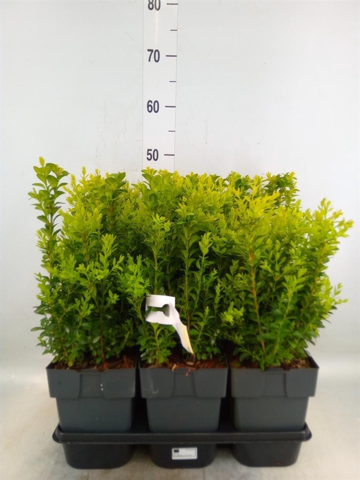 <h4>Buxus semp.   ...</h4>