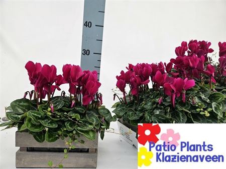Arr Cyclaam In Houten Kistje