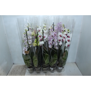 PHALAENOPSIS P12 3 HT