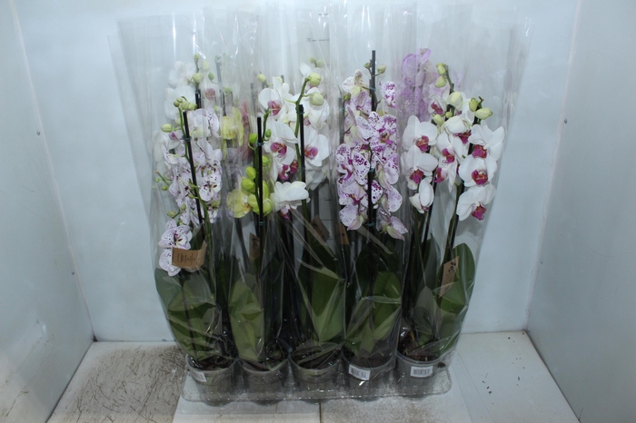 <h4>PHALAENOPSIS P12 3 HT</h4>