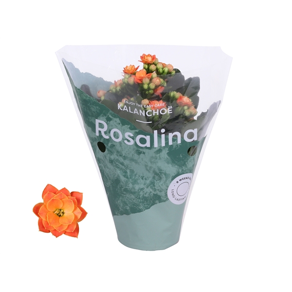 <h4>Kalanchoe Rosalina 07cm Don Pedro oranje</h4>