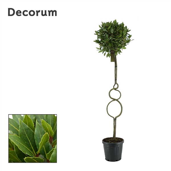 <h4>Laurus nobilis Triple ring</h4>