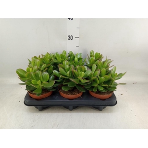 Crassula  'Magical Tree'