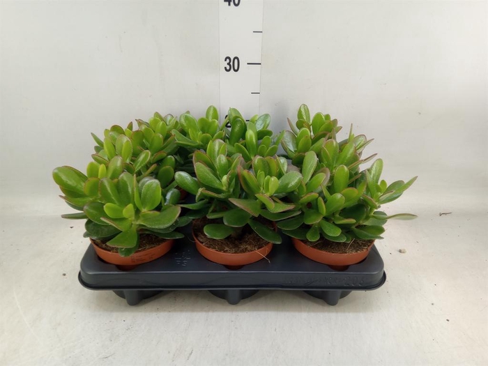 <h4>Crassula 'Magical Tree'</h4>