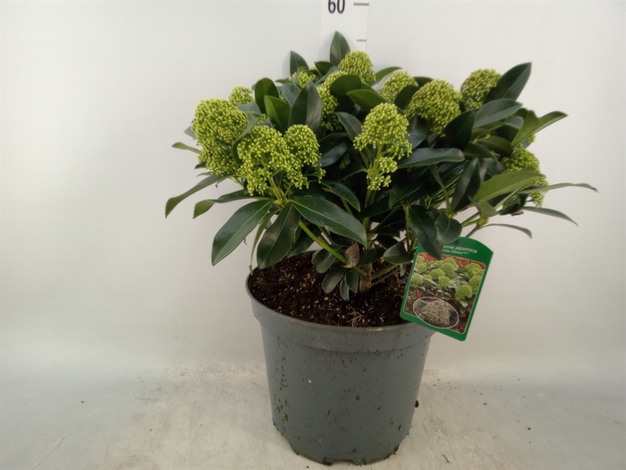 <h4>Skimmia jap. 'Finchy'</h4>