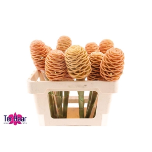 ZINGIBER SHAMPOO GIN