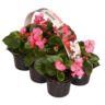 <h4>6 pack gr bl rose</h4>
