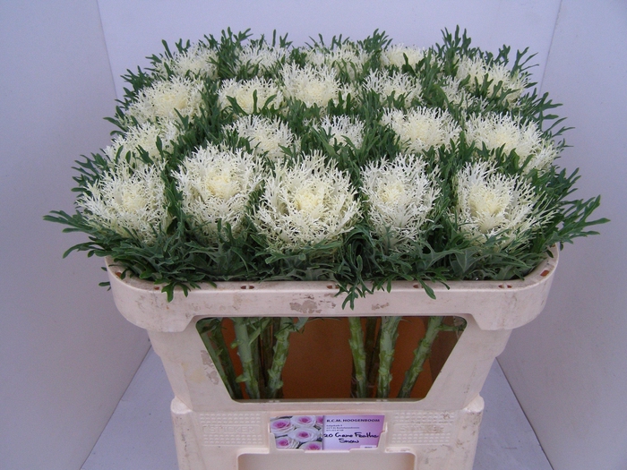 <h4>Brass Crane Fea Snow</h4>